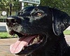 pet friendly boarding and grooming in savannah georgia, pet care savannah dogs allowed